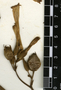 Nicotiana tabacum L., Guatemala, C. L. Lundell 15858, F